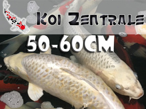 Japan Koi 50cm - 60cm