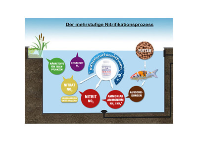 Der mehrstufige Nitrifikationprozess