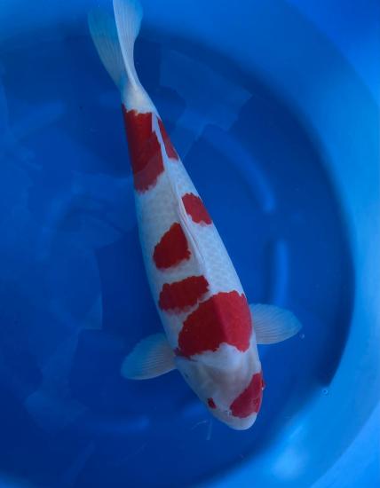 Kohaku | Kansuke | 5 Jahre | ca. 79cm